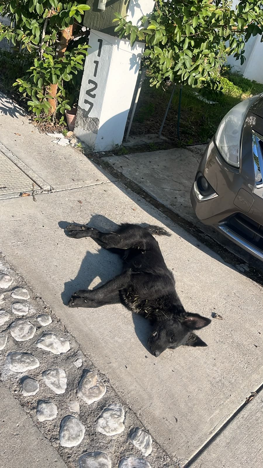 Asesinan por envenenamiento a perros en coto de Bosque Sereno - imagen de origen
